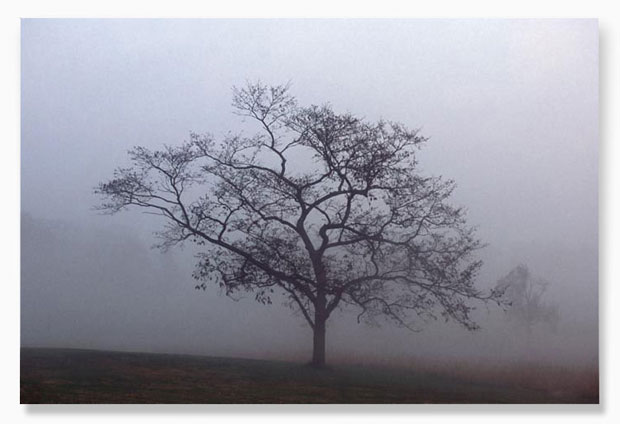 ©2025 carole K hawthorne